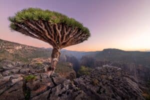 dragon blood tree yemen